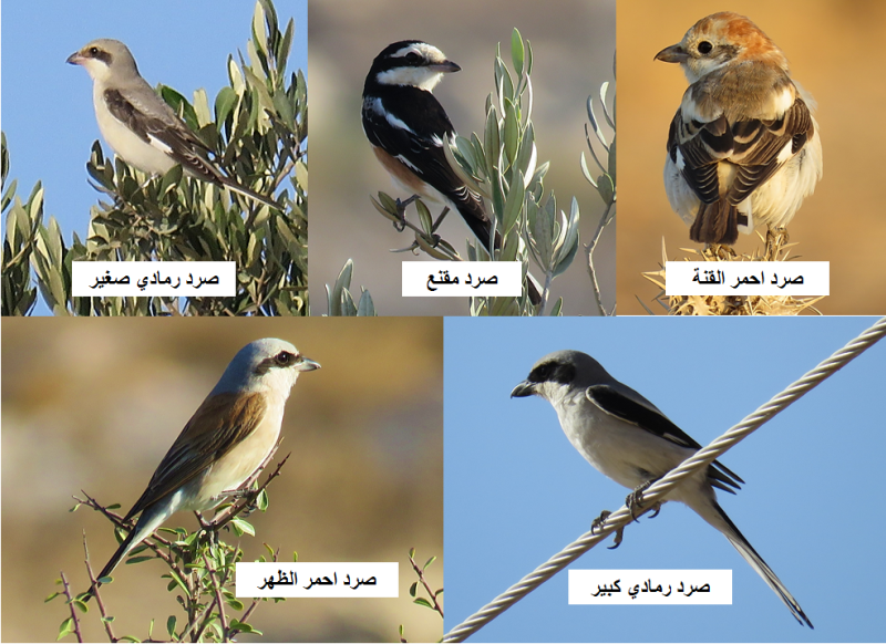 جبال عز الدين في جنين تحتضن طيور الصُرَّد